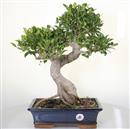 <b>Ficus Retusa</b> Esemplare Unico cm 50-190,00 € (10)