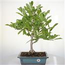 <b>Magnolia Stellata</b> Esemplare Unico cm 55-280,00 €