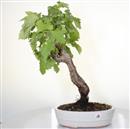<b>Vite</b> Esemplare Unico cm 56-99,00 €