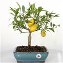 <b>Mandarino Limequat</b> Esemplare Unico cm 30-69,00 €