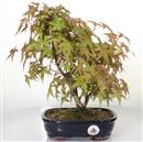 <b>Acero Deshojo</b> Esemplare Unico cm 31-198,00 €