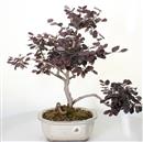 <b>Loropetalum</b> Esemplare Unico cm 46-98,00 €