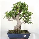 <b>Ficus Retusa</b> Esemplare Unico cm 47-180,00 € (10)