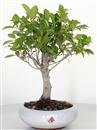 <b>Ficus Retusa</b> Esemplare Unico cm 31-33,00 € (10)