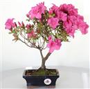 <b>Azalea Indica</b> Esemplare Unico cm 33-45,00 €