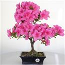 <b>Azalea Indica</b> Esemplare Unico cm 40-98,00 €