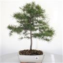 <b>Cedro del Libano</b> Esemplare Unico cm 50-59,00 €
