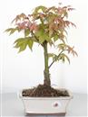 <b>Acero Osakazuki</b> Esemplare Unico cm 36-67,00 €