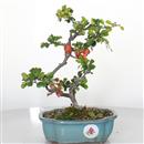 <b>Chaenomeles Superba</b> Esemplare Unico cm 26-99,00 €