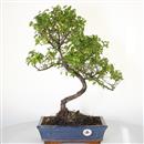 <b>Sagerezia</b> Esemplare Unico cm 49-120,00 (7)