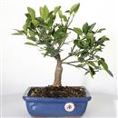 <b>Mandarino Calamondino</b> Esemplare Unico cm 29-69,00 €