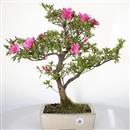 <B>Azalea Indica</B> Esemplare Unico cm 48-220,00 €