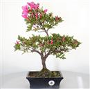 <b>Azalea Indica</b> Esemplare Unico cm 40-98,00 €