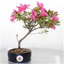 <b>Azalea Indica</b> Esemplare Unico cm 24-33,00 €
