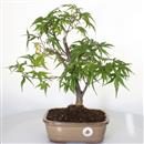 <b>Acero Corticosa Arakawa</b> Esemplare Unico cm 42-160,00 €