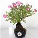 <b>Rosa Giapponese Shohin</b> Esemplare Unico cm 25-130,00 €