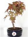 <b>Acero Deshojo</b> Esemplare Unico cm 24-39,00 €