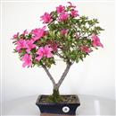 <b>Azalea Indica</b> Esemplare Unico cm 45-97,00 €