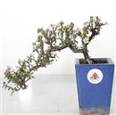 <b>Cotoneaster a cascata</b> Esemplare Unico cm 20-135,00 €