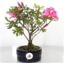 <b>Azalea Indica</b> Esemplare Unico cm 22-33,00 €