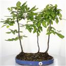 <b>Carpino Bianco Bosco</b> Esemplare Unico cm 50-180,00 €