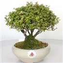 <b>Azalea Japonica</b> Esemplare Unico cm 22-165,00 €