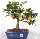 <b>Mandarino Calamondino</b> Esemplare Unico cm 29-69,00 €