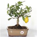<b>Mandarino Limequat</b> Esemplare Unico cm 31-69,00 €