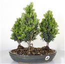 <b>Tasso Bosco</b> Esemplare Unico cm 35-180,00 €
