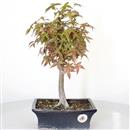 <b>Acero Deshojo</b> Esemplare Unico cm 38-98,00 €