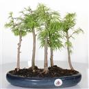 <b>Larice Bosco</b> Esemplare Unico cm 31-77,00