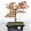 <b>Acero Deshojo</b> Esemplare Unico cm 30-97,00 €