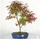 <b>Acero Deshojo</b> Esemplare Unico cm 55-260,00 €