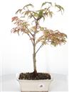 <b>Acero Shirazz</b> Esemplare Unico cm 45-65,00 €