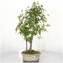 <b>Acero Tridente</b> Esemplare Unico cm 43-230,00 €