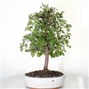 <b>Quercia da Sughero</b> Esemplare Unico cm 51-160,00 €