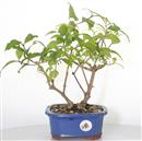 <b>Callicarpa</b> Esemplare Unico cm 32-79,00 €