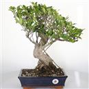 <b>Ficus Retusa</b> Esemplare Unico cm 45-99,00 € (10)