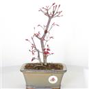 <b>Acero Deshojo</b> Esemplare Unico cm 30-130,00 €