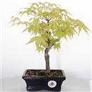<b>Acero Katsura</b> Esemplare Unico cm 29-49,80 €