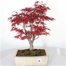 <b>Acero Deshojo</b> Esemplare Unico cm 36-198,00 €