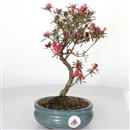 <b>Azalea Kinei a Kurume</b> Esemplare Unico cm 30-97,00 €