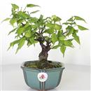 <b>Albicocco Giapponese Shohin</b> Esemplare Unico cm 25-160,00 €