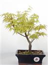 <b>Acero Katsura</b> Esemplare Unico cm 30-49,80 €