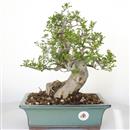 <b>Frassino Angustifolia</b> Esemplare Unico cm 35-340,00 €