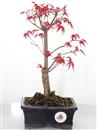 <b>Acero Deshojo</b> Esemplare Unico cm 28-79,00 €