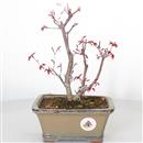 <b>Acero Deshojo</b> Esemplare Unico cm 28-130,00 €