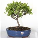 <b>Pepe</b> Esemplare Unico cm 35-69,00 € (7)