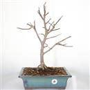 <b>Magnolia Stellata</b> Esemplare Unico cm 50-250,00 €