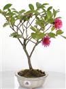 <b>Camelia</b> Esemplare Unico cm 31-39,80 €